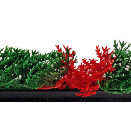 Séparateur vitrine - Cyprès bicolore - Socle noir